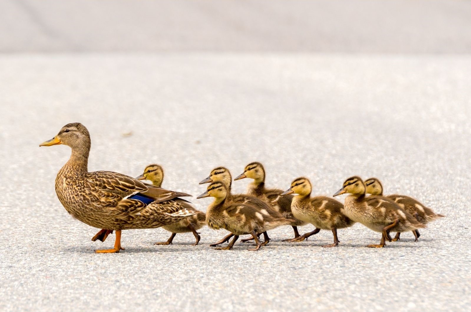 A mother duck leading her ducklings across the road