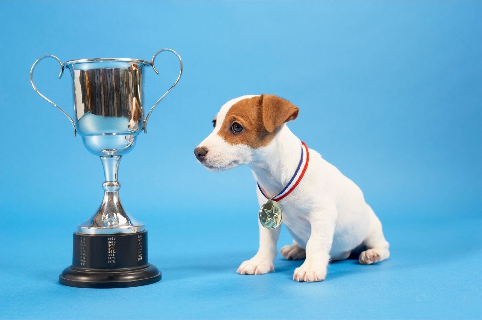 Dog with a trophy and medal