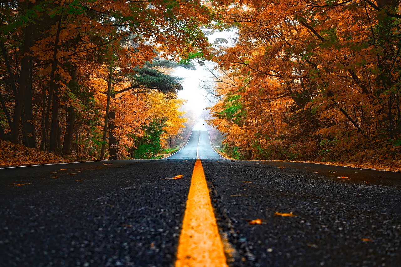 A road between a forest of trees