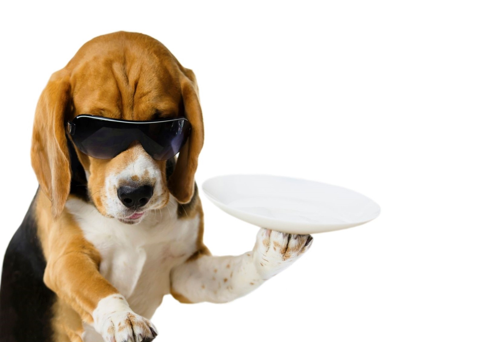 Dog wearing sunglasses with a serving plate