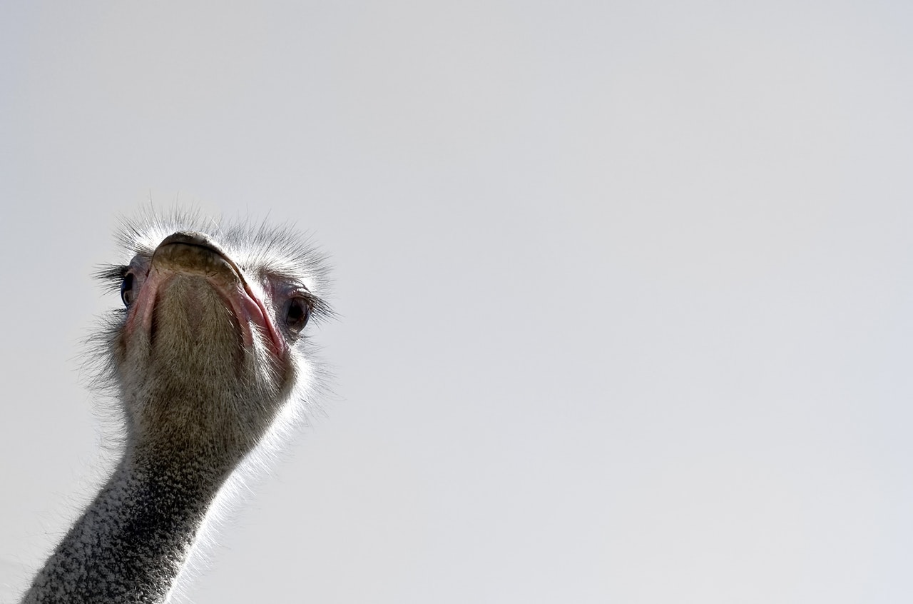 Emu looking around