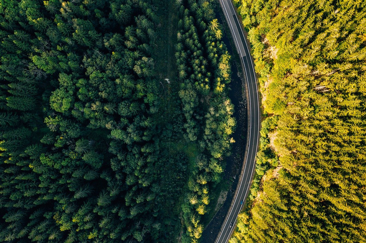 curved road in between trees