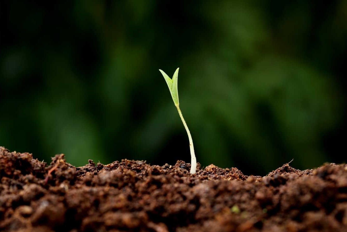 sapling in fresh soil